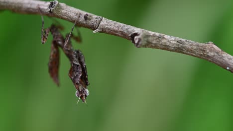 Praying-Mantis,-Parablepharis-kuhlii,-zoomed-out-while-hanging-from-a-twig-while-vibrating-its-antennae