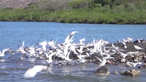 A-flock-of-seagulls-on-a-beach-in-Costa-Rica,-flying-together