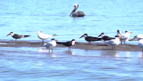 Eine-Gruppe-Verschiedener-Vögel-An-Einer-Küste
