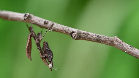Praying-Mantis-Parablepharis-kuhlii-hanging-upside-down-on-a-branch-in-the-forest-hardly-moving