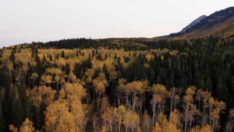 A-dolly-out-aerial-drone-shot-of-a-yellow-golden-Aspen-forest-with-green-pine-trees-scattered-around-on-a-fall-day-on-the-Alpine-Loop-in-American-Fork,-Utah