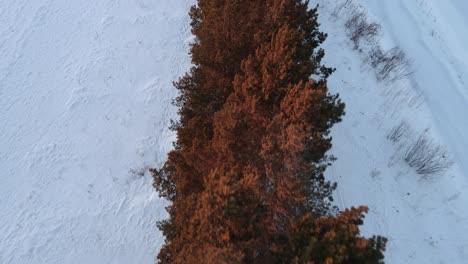 Drone-flying-over-pine-trees-in-winter-at-sunset