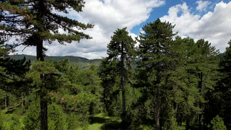 Wild-forest-with-pine-trees,-beautiful-mountains-on-a-cloudy-day-in-Albania