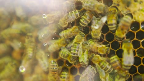 Concept-of-honey,-beekeeping,-commercial-pollinators