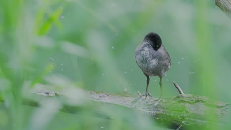 a-bald-coot-is-cleaning-itself,-observed-through-green-reed