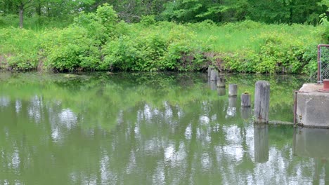 Pan-of-remnants-of-a-dam-on-historic-Hennipen-Canal-with-tree-along-the-bank-and-reflecting-in-calm-waters