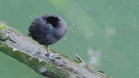 a-bald-coot-sleeping-on-a-branch-in-the-water