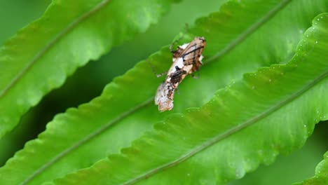 Ceratomantis-saussurii,-Mantis,-seen-under-the-lens-of-a-camera-shaking-its-forelegs-then-suddenly-looks-up-while-perched-on-fern-leaves