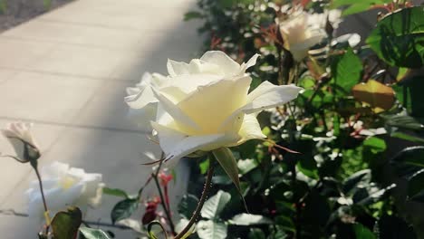 Eine-Weiße-Rose,-Die-Sich-Sanft-Im-Wind-Wiegt,-Mit-Einer-Ruhigen-Vorstadtstraße-Im-Hintergrund