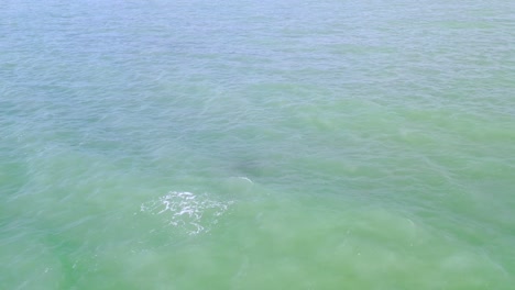 Drone-aerial-video-of-4-dolphins-swimming-in-Gulf-of-Mexico-at-sunset