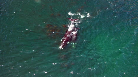 Buckelwale-Blasen-Wasser-Im-Ozean-In-Der-Nähe-Von-Oudekraal-In-Kapstadt,-Südafrika