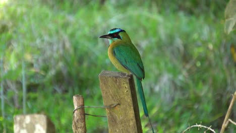 Un-Lindo-Pájaro-Motmot-Amazónico,-Descansando-Sobre-La-Madera-De-Un-Recinto
