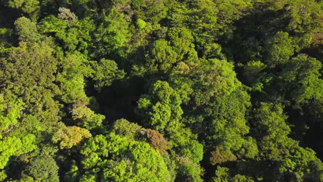 Aerial-drone-view,-facing-down:-the-valley-in-the-Monteverde-Cloud-Forest-Reserve-,-Costa-Rica