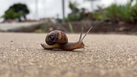 Small-brown-garden-snail-crawls-precariously-across-concrete-leaving-behind-a-trail-of-slime
