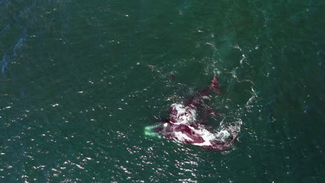 Family-Of-Southern-Right-Whales-Swimming-In-The-Atlantic-Ocean