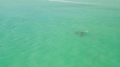 Drone-aerial-shot-of-3-dolphins-swimming-iin-turquoise-water-of-Gulf-of-Mexico