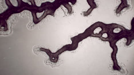 Moho-Mucilaginoso-Visto-Microscópicamente-Mostrando-Flujo-Citoplasmático