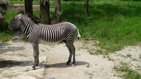 Standing-Zebra-eating-in-a-field-of-grass-on-a-sunny-day