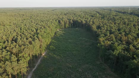 Aerial-view-showing-field-after-Deforestation-of-trees-in-wilderness-during-sunny-day