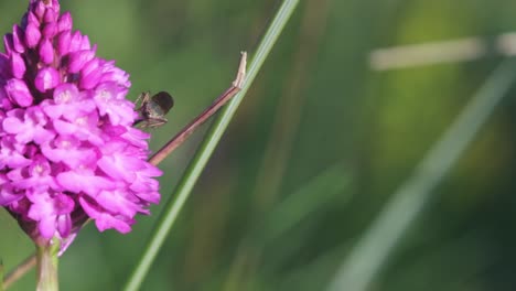 An-insect-is-standing-on-a-pyramidal-orchid-in-grassy-meadow