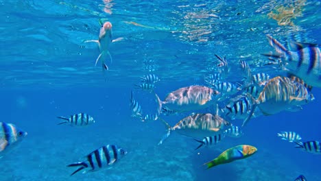 Shoal-Of-Scissortail-Sergeant-Swimming-With-Other-Fishes-Under-Deep-Blue-Sea