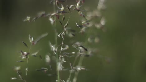 Weiches-Hintergrundbokeh-Mit-Nah-Oben-Blühendem-Gras,-Das-Auf-Dem-Wind-Schwankt