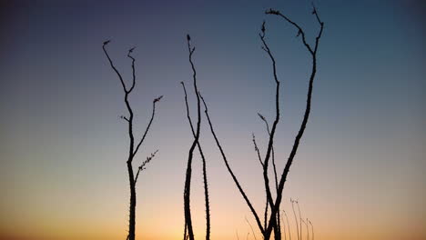 Ocotillo-Silhouette-Gegen-Einen-Sonnenuntergang-In-Arizona---Weitschuss
