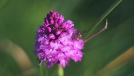 Slide-footage-of-a-pink-orchid-with-a-fly-eating-nectar-and-blurred-bokeh-background