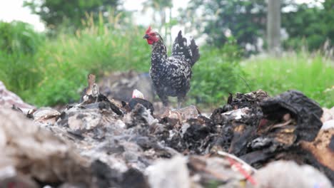 mother-hen-and-her-chicks-eating-at-the-burning-garbage