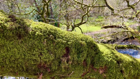 Nah-Yo-Auf-Einem-Stamm-Voller-Moos-Mitten-Im-Nationalpark-Von-Dartmoor