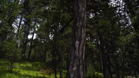 Wild-pine-forest-with-dense-trees-and-green-grass-on-high-mountains-in-Voskopoje