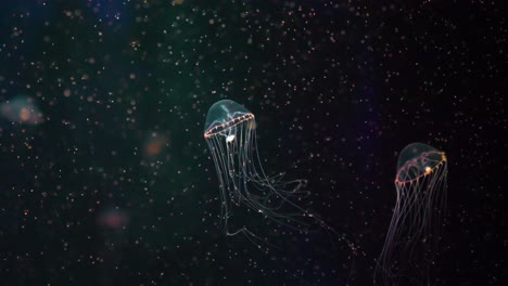 Incredible-Glowing-Jellyfish-Swims-Beautifully-in-Slow-Motion