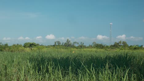 Quiet-afternoon-on-sugarcane-field