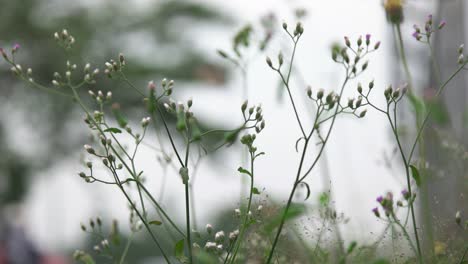 close-up-of-grass-growing-by-the-roadside-with-traffic-background