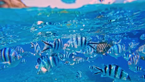 Verschiedene-Tropische-Fische-Direkt-Unter-Der-Frischen-Blauen-Meeresoberfläche-über-Dem-Riff-In-Klarem-Unterwasserbild---Handaufnahme