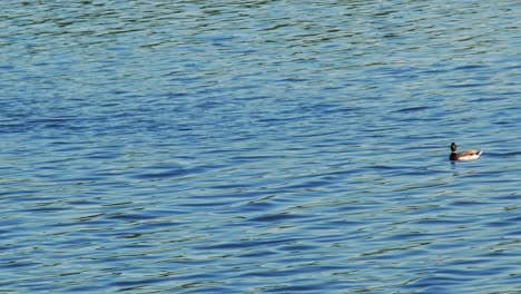 Male-Mallard-Duck-On-Calm-Blue-Lake-In-Kolbudy,-Poland