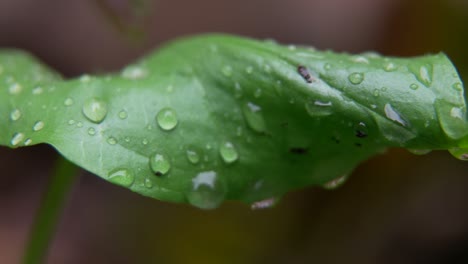 close-up-of-raindrops-on-a-green-leaf