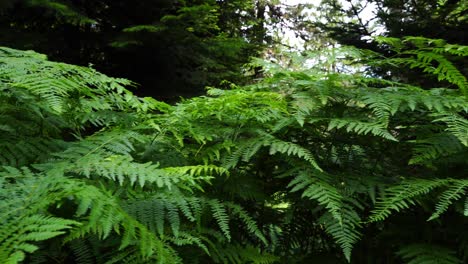 Green-fern-on-the-edge-of-pine-trees,-hiking-on-wild-forest,-natural-environment