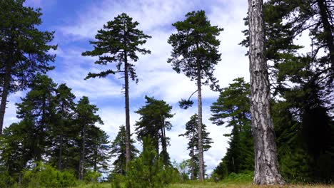 Tall-pine-trees-on-wild-forest-and-green-grassy-meadow-with-cloudy-sky-background
