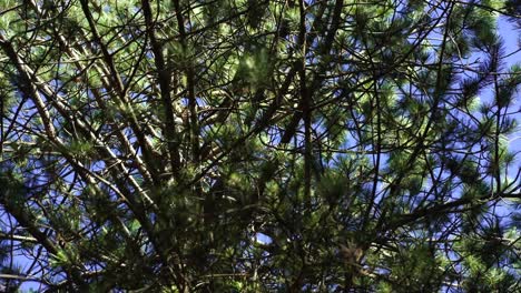 Pine-tree-branches-with-needles-waving-from-light-breeze-on-mountain-forest,-foliage-background