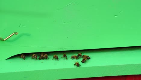 Honigbiene-Kehrt-Zum-Bienenstock-Zurück,-Natürliche-Produktion,-Imkerzucht