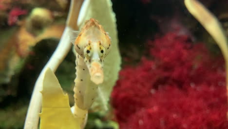 Extreme-close-up-of-a-sea-horse-looking-around-in-an-aquarium
