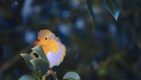 Robin-bird-flying-off-a-holly-shrub-