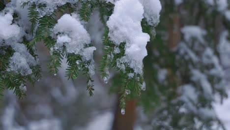 Rotierende-Nahaufnahme-Eines-Immergrünen-Zweigs-Im-Winter,-Bedeckt-Mit-Geschmolzenem-Schnee-Und-Eis