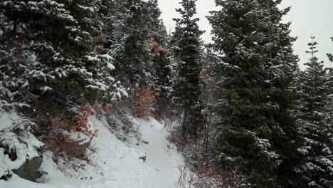 Tilt-up-shot-revealing-a-beautiful-small-snowy-hiking-trail-surrounded-by-pine-trees-on-the-Stewart-Falls-hike-in-Provo-Canyon,-Utah-on-a-cold-overcast-winter-day