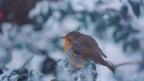 FOCUS-PULL,-lonely-Robin-bird-waiting-in-the-snow