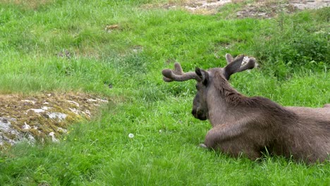 Young-male-moose-lies-on-ground-in-vibrant-green-grass,-static-view