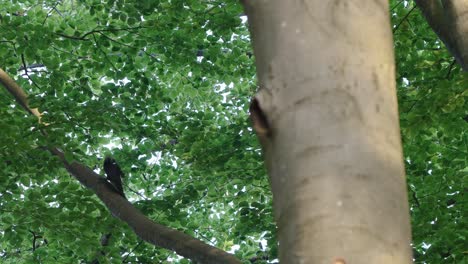 Pájaro-Carpintero-Negro-Aterrizando-En-El-Tronco-De-Un-árbol-Y-Alimentando-A-Sus-Polluelos-En-El-Nido-Dando-Comida-En-Pico,-Texel,-Países-Bajos-En-Tiempo-Real