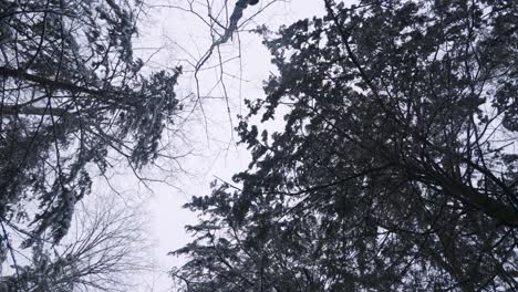 Slow-Motion-Spinning-shot-of-a-Forest-Canopy-looking-Up-in-winter-during-snowfall