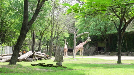 Westafrikanische-Giraffen,-Die-An-Einem-Sonnigen-Tag-In-Der-Ferne-Stehen